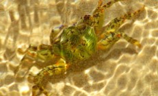 Green crab underwater