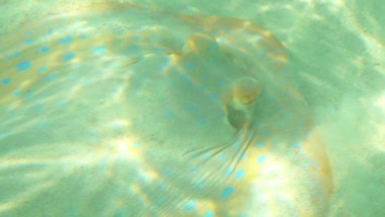 Blue spotted ray, taken with the camera underwater about 30 cm from it